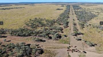 Hughenden's 9787 hectare Peronne Station will be auctioned by Brodie Agencies in Townsville on August 31.