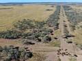 Hughenden's 9787 hectare Peronne Station will be auctioned by Brodie Agencies in Townsville on August 31.