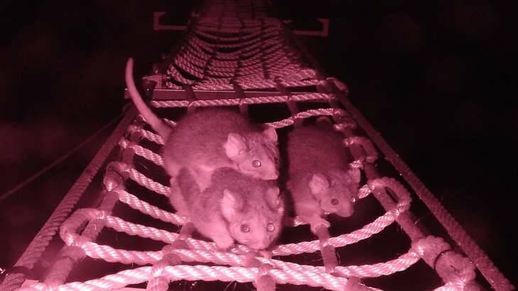 A ringtail possum with back young and young at heel scurry across a rope bridge