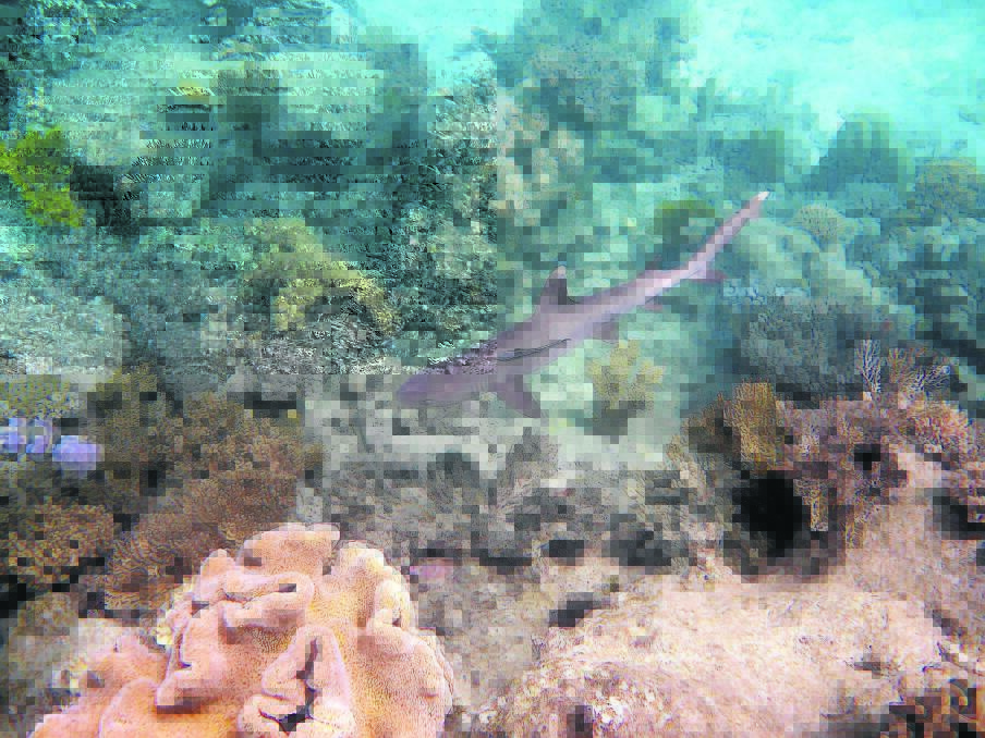 SHARK: A White Tip Reef shark swims past, uninterested in the human visitors.