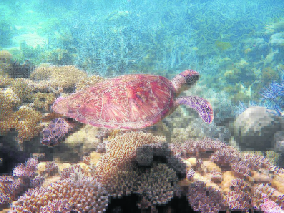 TURTLE: Crystal clear water and exotic wildlife make for a perfect Great Barrier Reef experience.