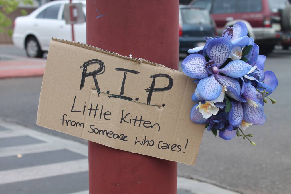 TRIBUTE: A memorial tribute for the kitten killed on Simpson Street last week. - Picture: JASMINE BARBER/7590