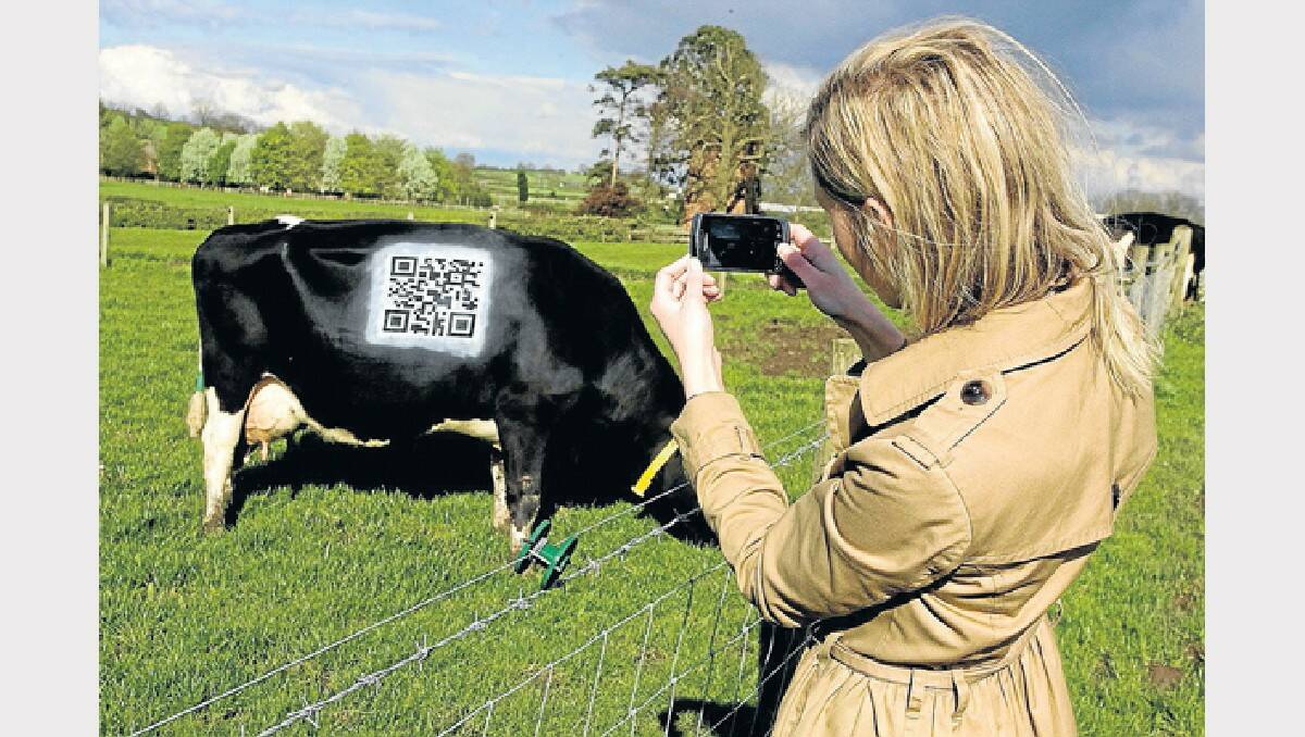Visitors can scan Lady Shamrock to find out more about the dairy industry. 